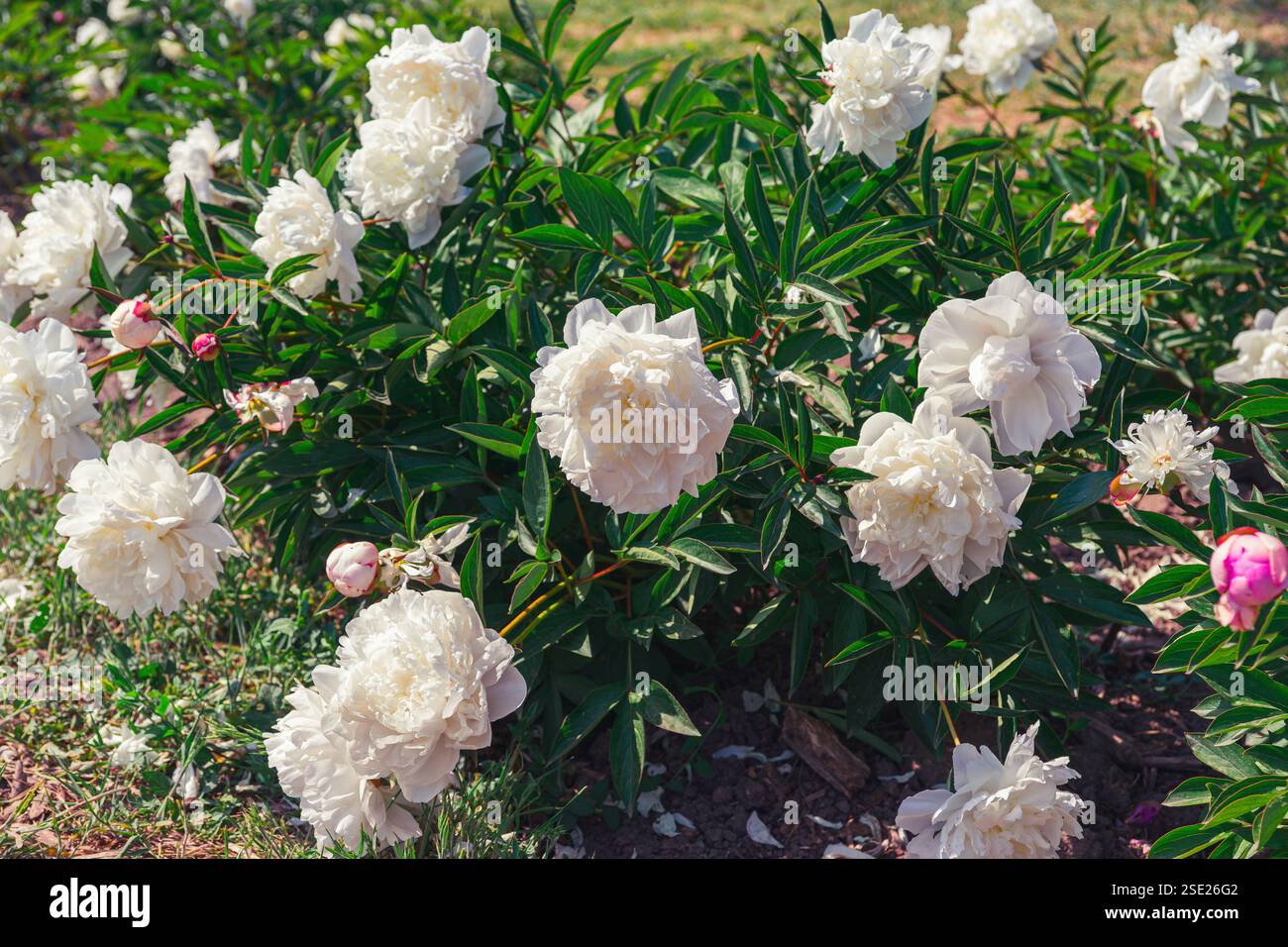 Vibrant fresh pastel pink peony flower bush in full bloom in the garden ...