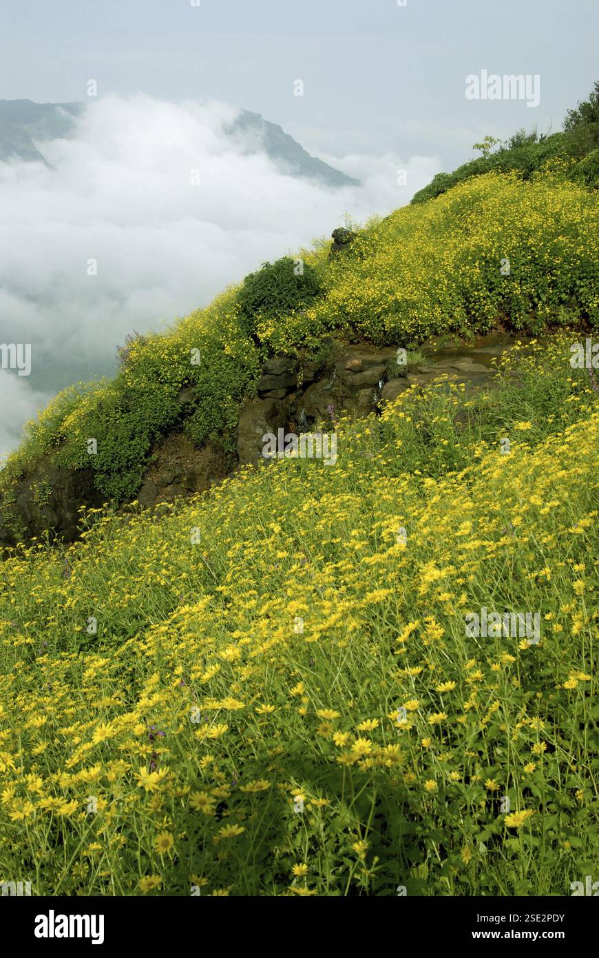 sahyadri-range-mountain-covered-with-yellow-flowers-at-matheran-thane