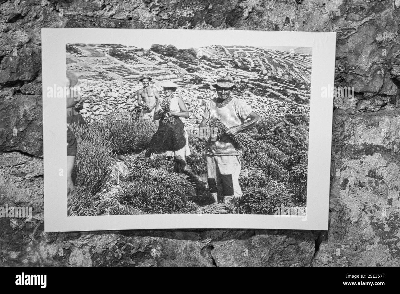 Historical picture of lavender farming displayed in Velo Grablje, Hvar, Croatia, showcasing Dalmatian agricultural heritage. Stock Photo