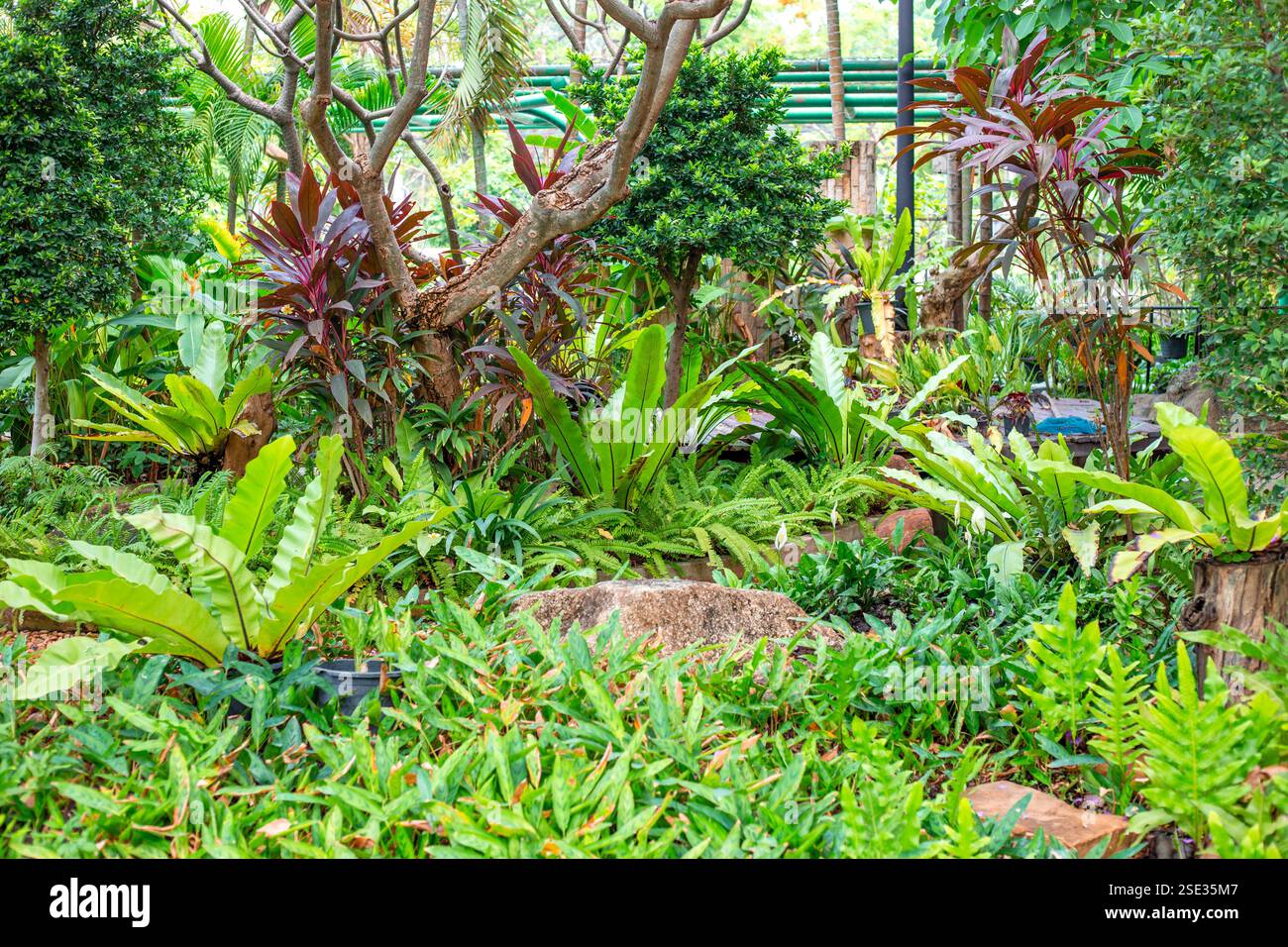 Composition of stones and tropical plants with lush green leaves ...