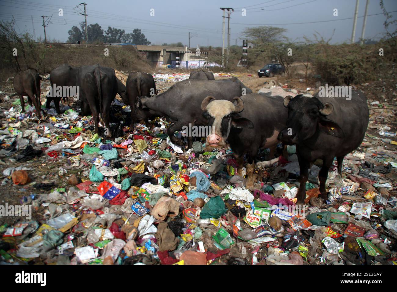 Jammu, India. 08th Feb, 2025. Buffaloes and cows feed on garbage near the railway bridge in Parmandal. While the Government of India promotes the Swachh Bharat Abhiyan, the reality on the ground tells a different story, with unmanaged waste posing a serious threat to both the environment and animal health. (Photo by Nisar Ul Haq Allaie/Pacific Press) Credit: Pacific Press Media Production Corp./Alamy Live News Stock Photo