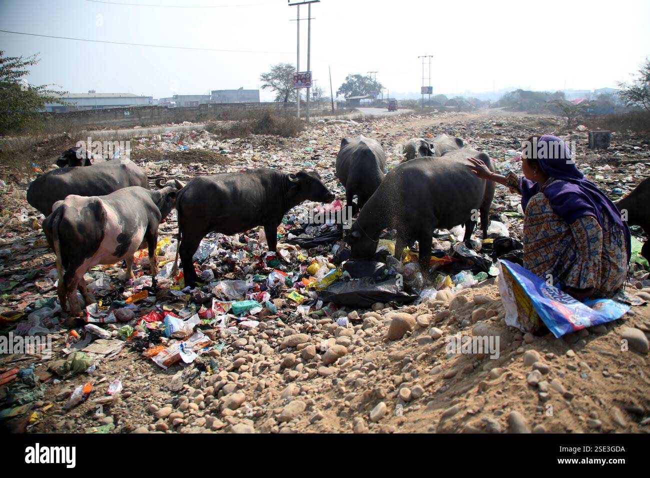 Jammu, India. 08th Feb, 2025. Buffaloes and cows feed on garbage near the railway bridge in Parmandal. While the Government of India promotes the Swachh Bharat Abhiyan, the reality on the ground tells a different story, with unmanaged waste posing a serious threat to both the environment and animal health. (Photo by Nisar Ul Haq Allaie/Pacific Press) Credit: Pacific Press Media Production Corp./Alamy Live News Stock Photo