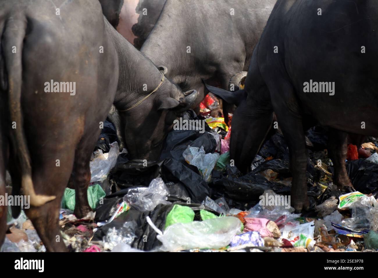 Jammu, India. 8th Feb, 2025. Buffaloes and cows feed on garbage near the railway bridge in Parmandal. While the Government of India promotes the Swachh Bharat Abhiyan, the reality on the ground tells a different story, with unmanaged waste posing a serious threat to both the environment and animal health. (Credit Image: © Nisar Ul Haq Allaie/Pacific Press via ZUMA Press Wire) EDITORIAL USAGE ONLY! Not for Commercial USAGE! Stock Photo