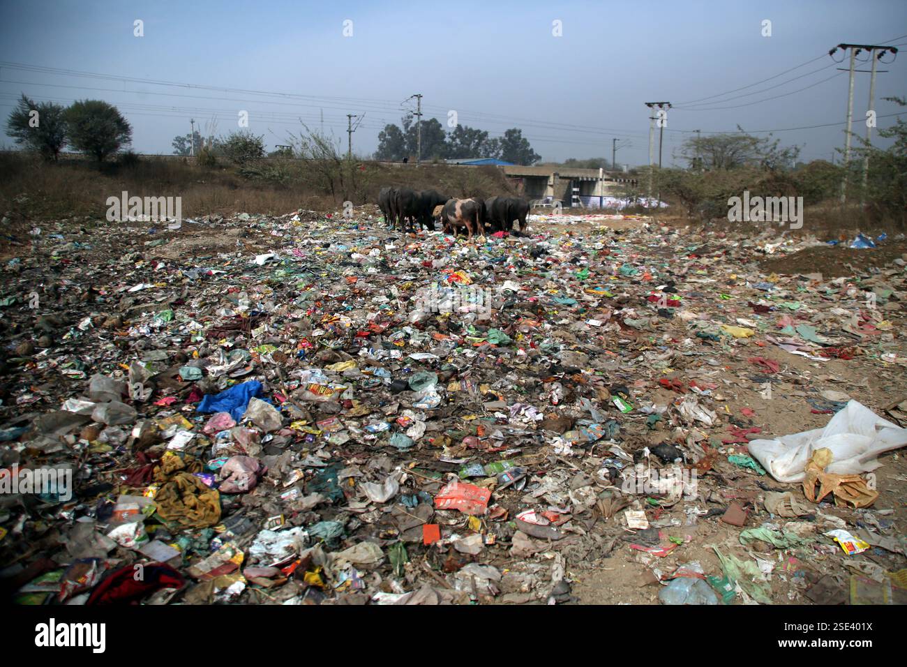 Jammu, India. 8th Feb, 2025. Buffaloes and cows feed on garbage near the railway bridge in Parmandal. While the Government of India promotes the Swachh Bharat Abhiyan, the reality on the ground tells a different story, with unmanaged waste posing a serious threat to both the environment and animal health. (Credit Image: © Nisar Ul Haq Allaie/Pacific Press via ZUMA Press Wire) EDITORIAL USAGE ONLY! Not for Commercial USAGE! Stock Photo