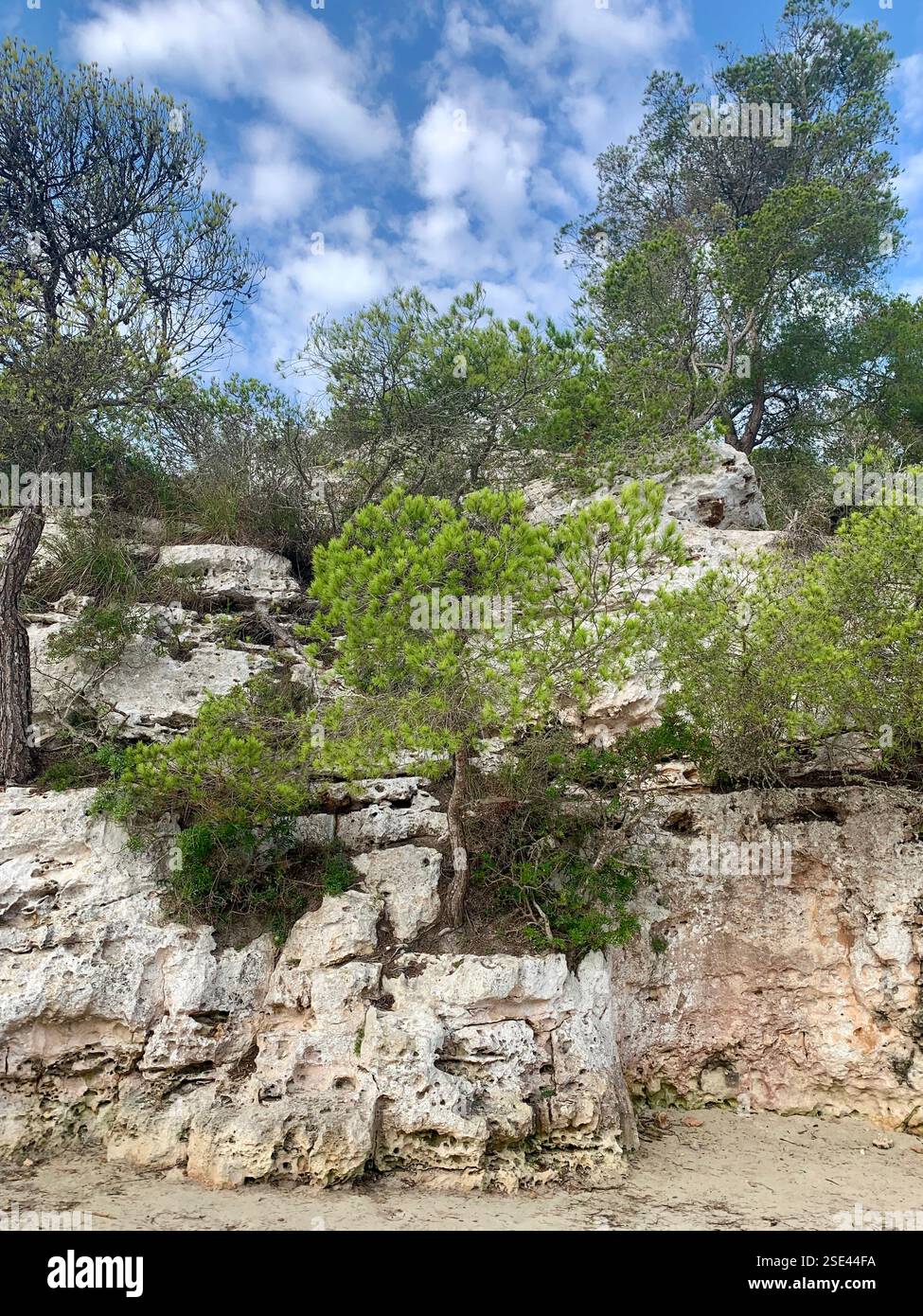 Menorcan trees growing out of coastal cliffs on beach - Smartphone Captured Stock Image