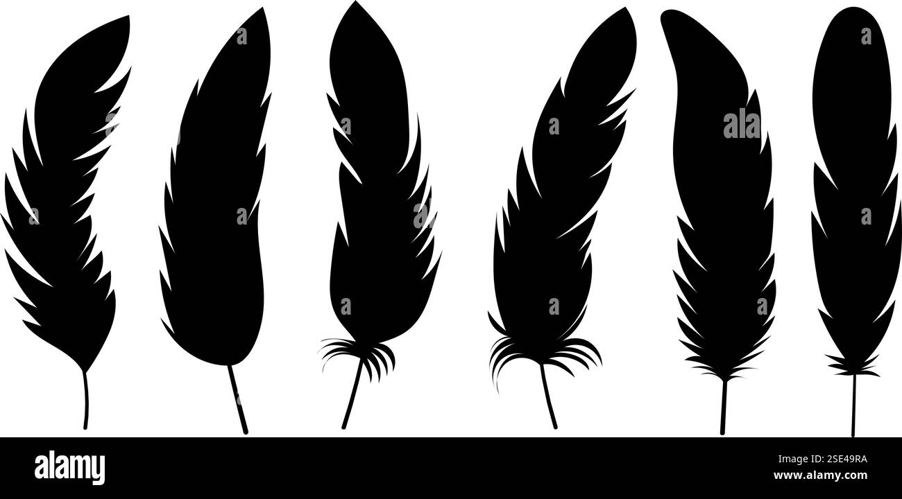 set of bird feathers on white background, vector Stock Vector Image ...