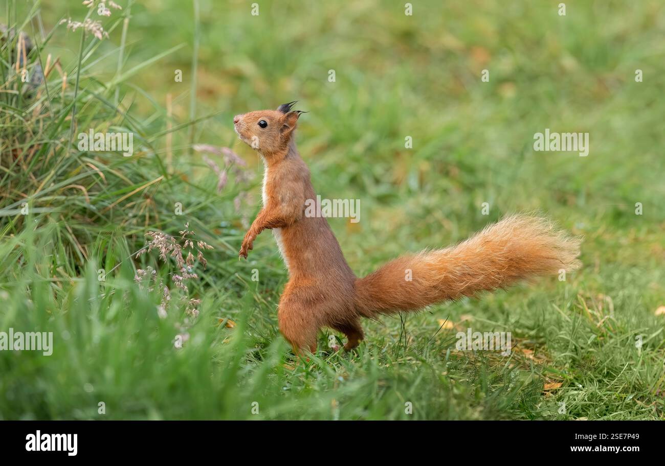 Red squirrel standing on the grass Stock Photo - Alamy