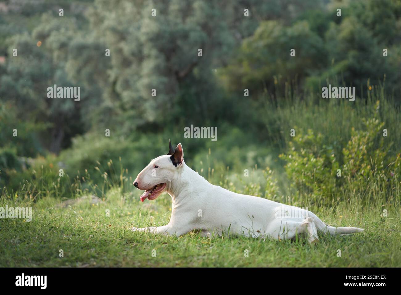A bull terrier lies down in a grassy field outdoors. The dog looks relaxed, stretching out in the shade with green grass around. Stock Photo