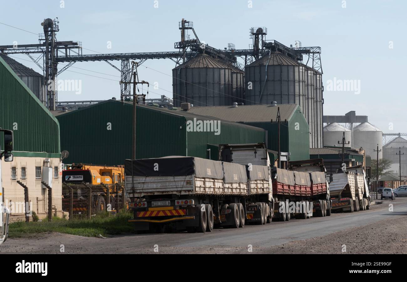 Swellendam Western Cape South Africa. 04.12.2024.  Grain trucks and trailers inline to drop off grain  in Swellendam. Stock Photo
