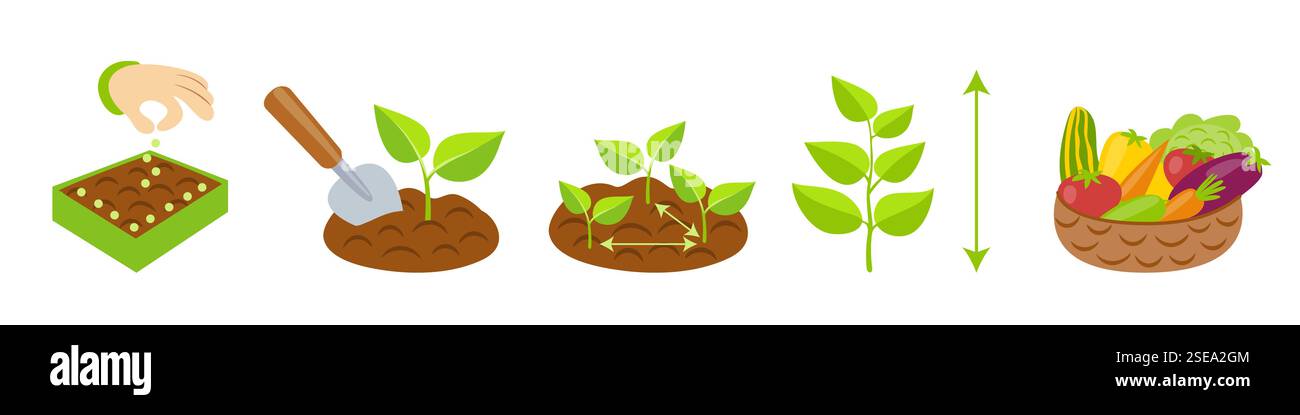 Plant growth stages infographics. Planting instruction template. Flowers and vegetables growth cycle. Planting rules Stock Vector