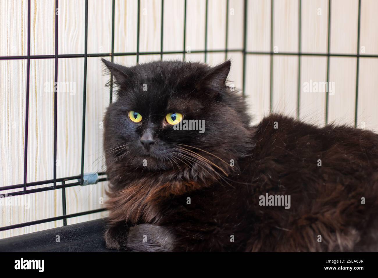A sleek black cat with striking yellow eyes is comfortably laying ...