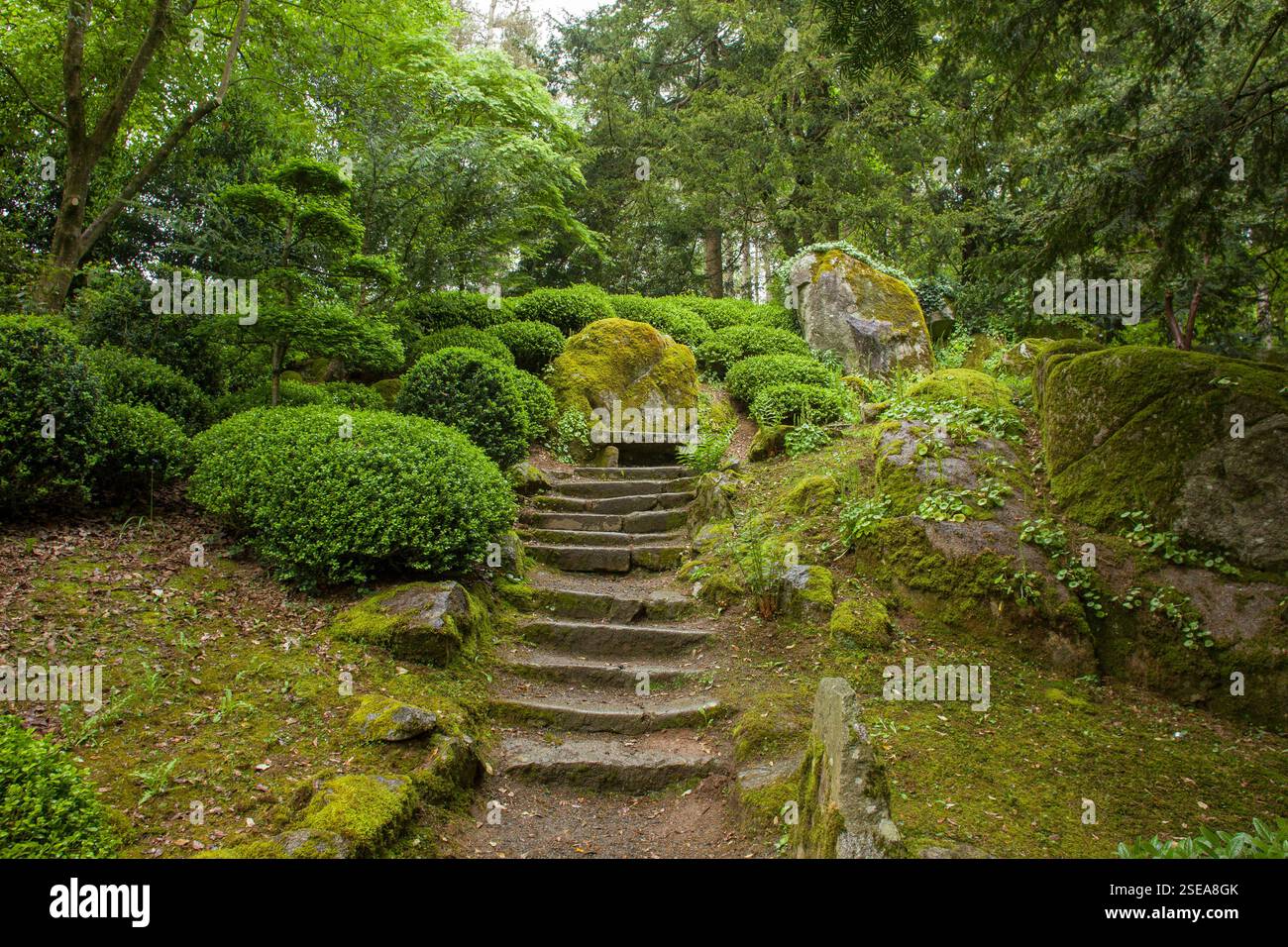 Charming topiary rhododendron (boxwood) bushes in the Japanese garden ...