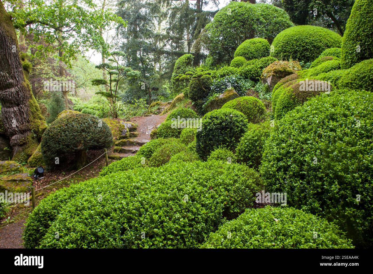 Charming topiary rhododendron (boxwood) bushes in the Japanese garden ...
