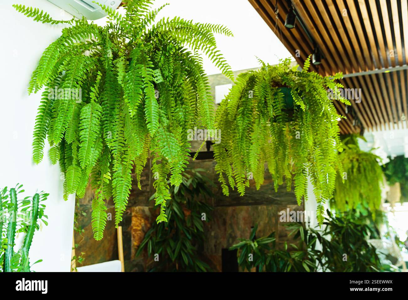 Modern ferns hi-res stock photography and images - Alamy