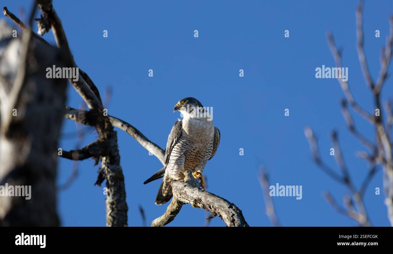 A peregrine falcon 