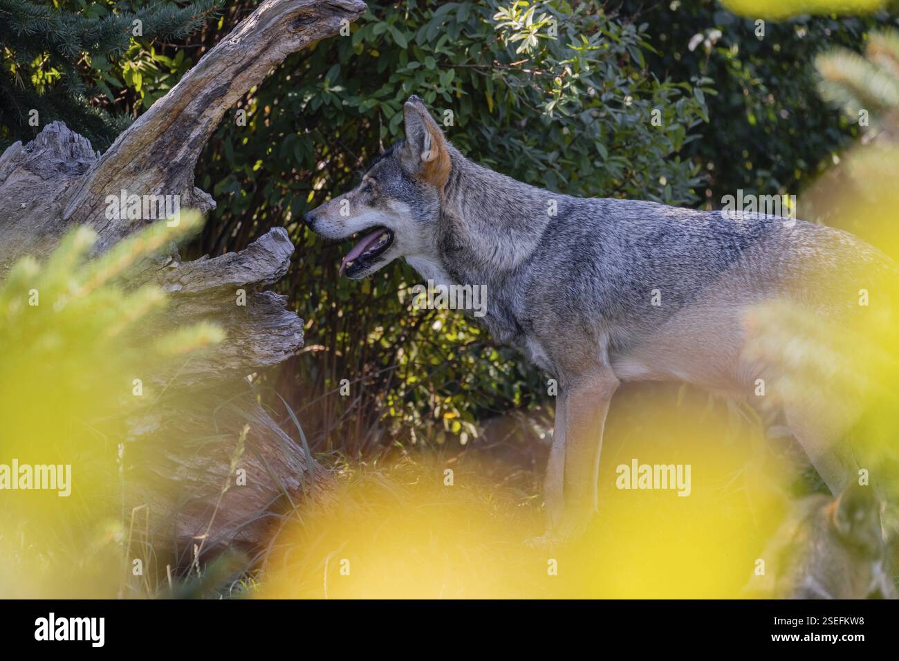 One eurasian gray wolf (Canis lupus lupus) standing in front of a green ...