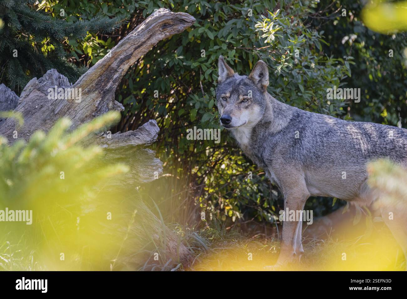 One eurasian gray wolf (Canis lupus lupus) standing in front of a green ...