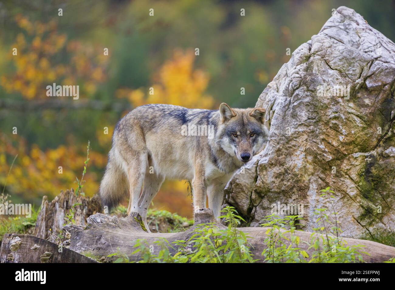The Ecological Role of the Apex Predator The Ecological Role of the Apex Predator