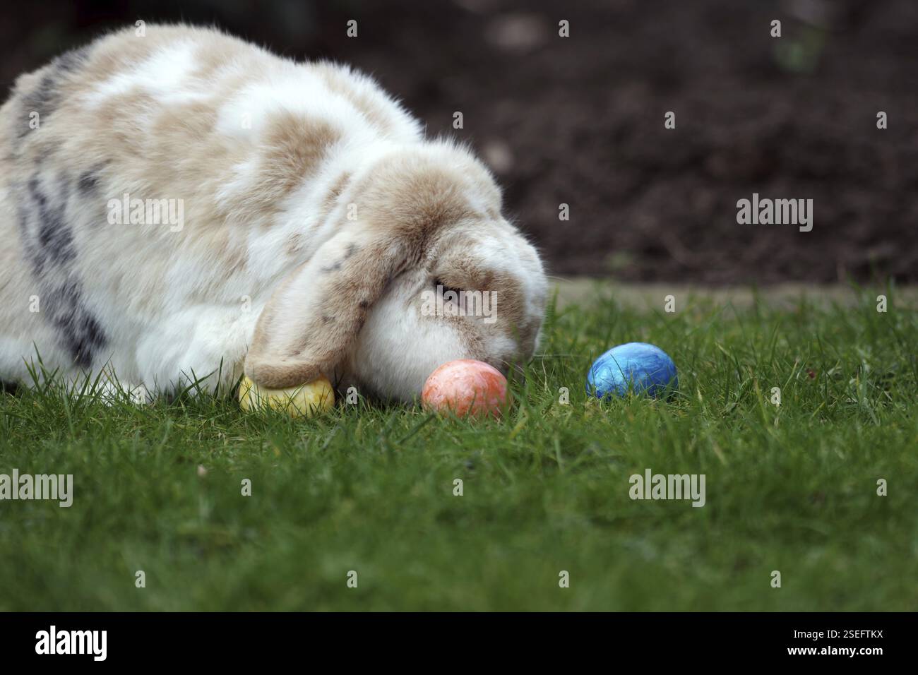 Rabbit (Oryctolagus cuniculus domestica), Easter, ram rabbit, colourful ...
