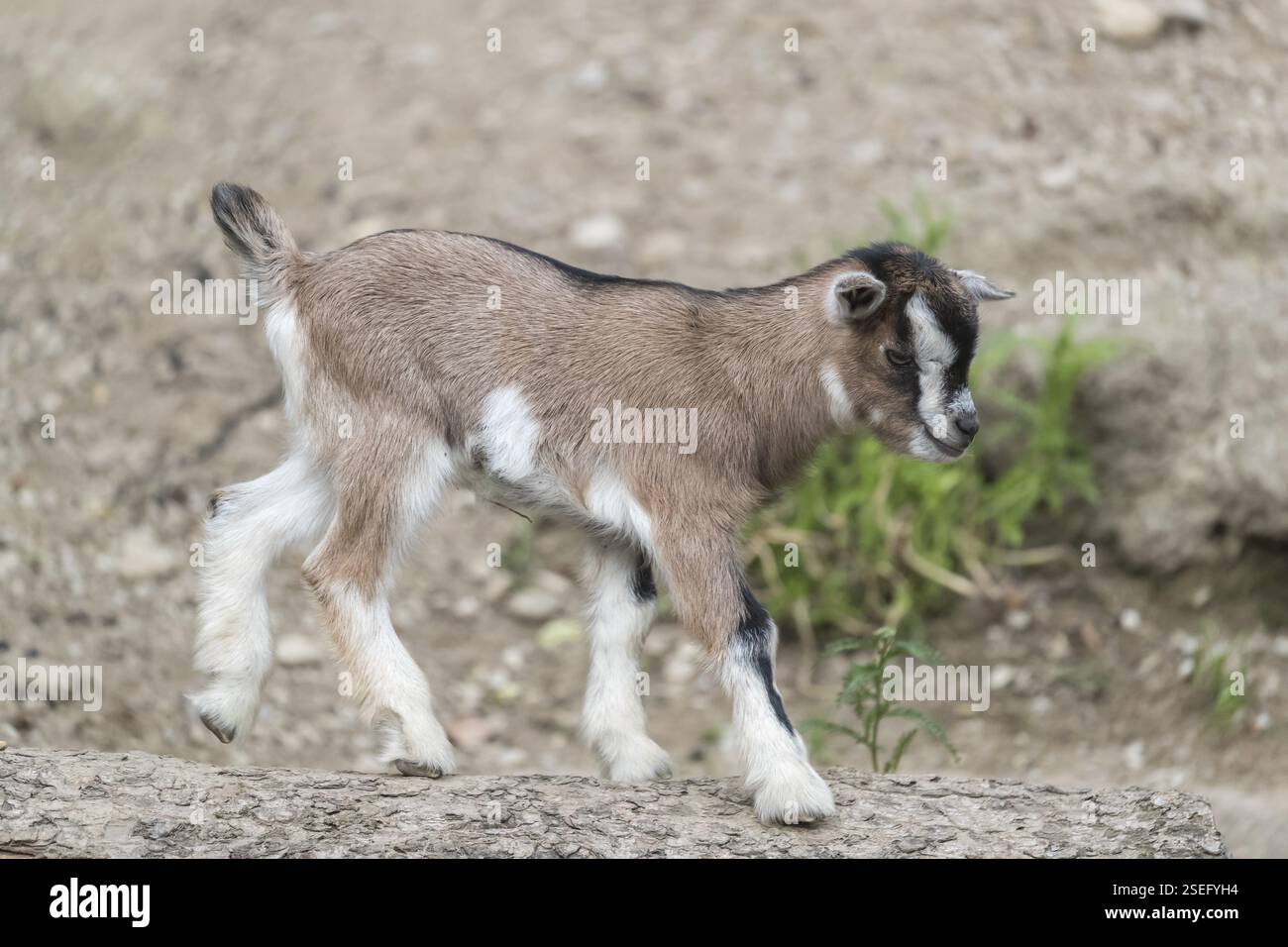 New born goats hi-res stock photography and images - Alamy, image size:1300x956