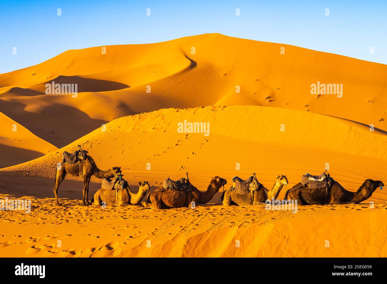 Camels Resting On Sandy Dune At Erg Chebbi Sahara Desert At Sunset Near Camels Resting On Sandy Dune At Erg Chebbi Sahara Desert At Sunset Near