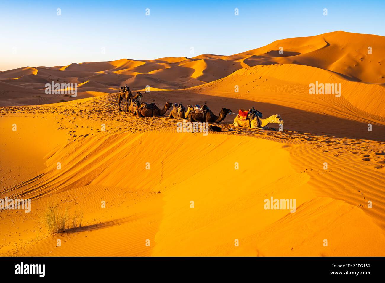Camels Resting On Sandy Dune At Erg Chebbi Sahara Desert At Sunset Near Camels Resting On Sandy Dune At Erg Chebbi Sahara Desert At Sunset Near
