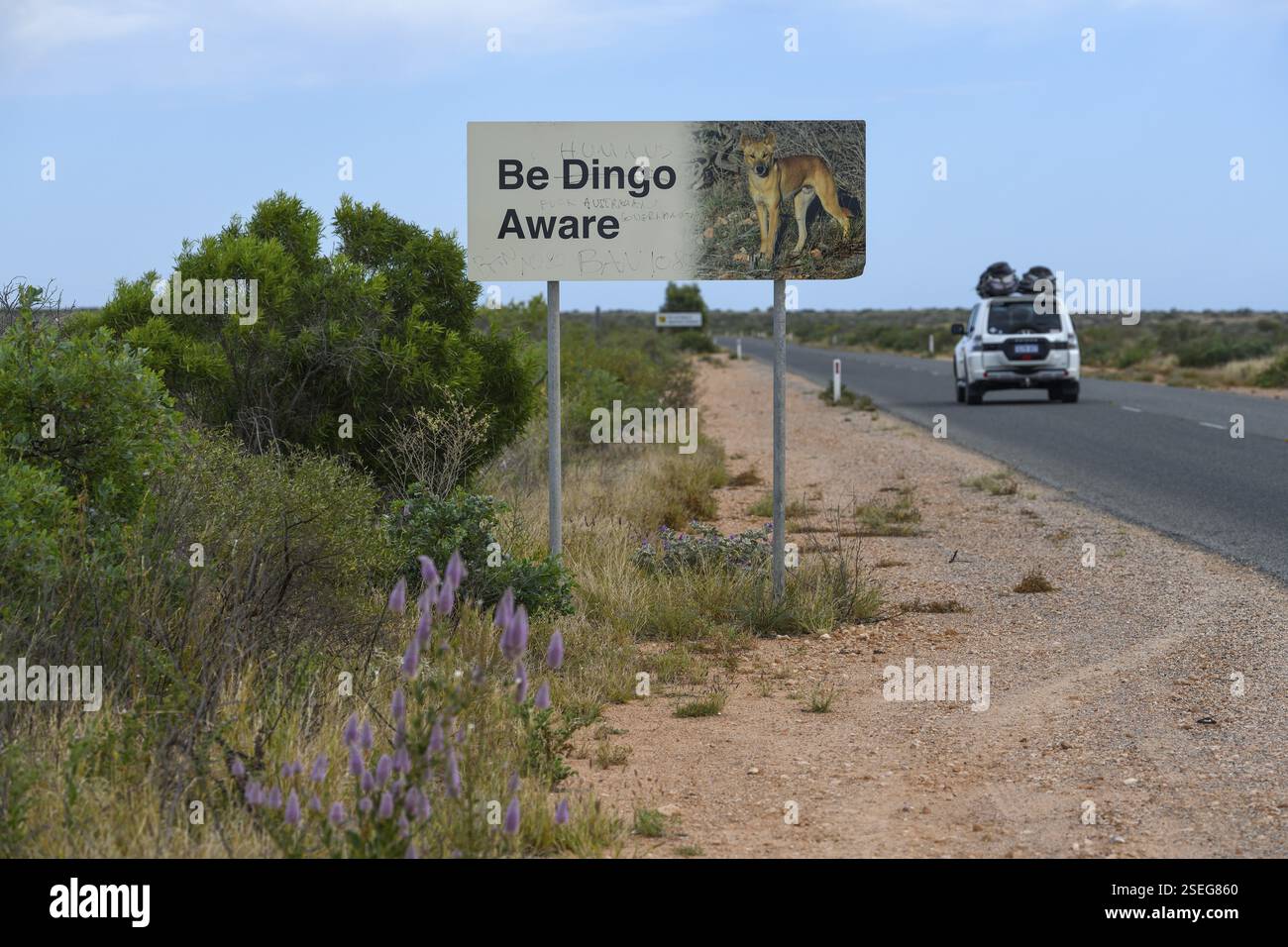 Dingo australia prey hi-res stock photography and images - Alamy
