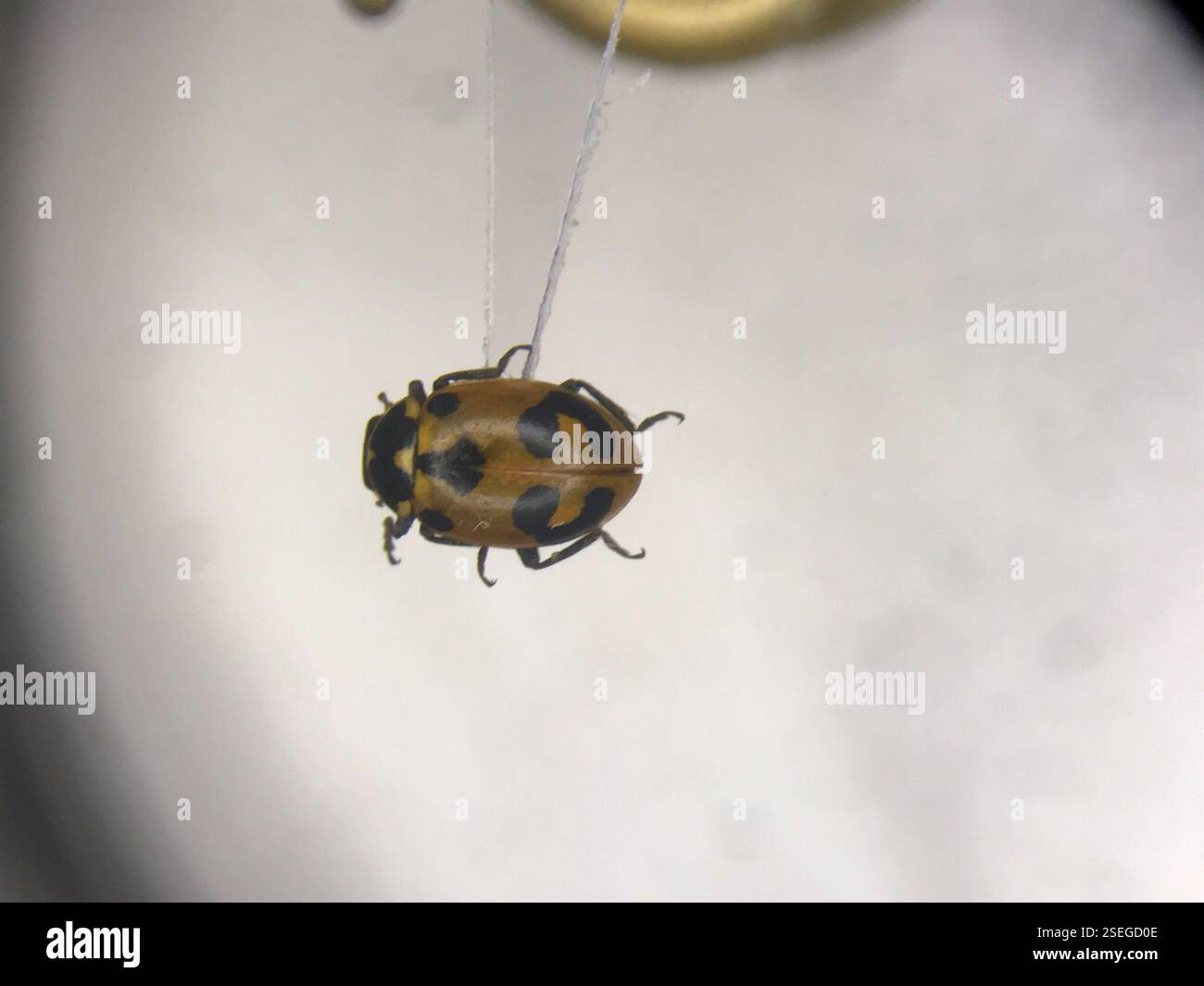 Parenthesis Lady Beetle (Hippodamia parenthesis), Insecta, Communauté ...