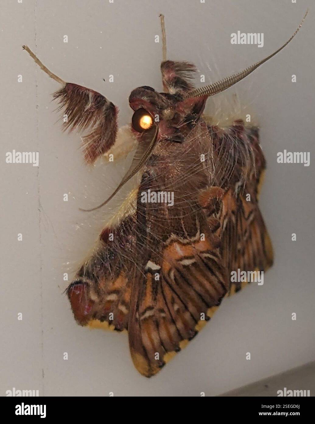 Walker's Moth (Sosxetra grata), Insecta, La Chorrera District, Panama ...