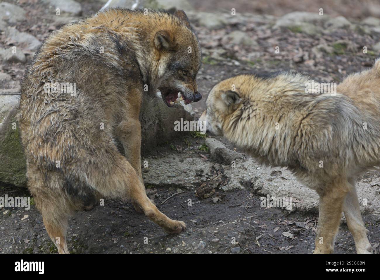 Social Behaviour Between Two Adult Eurasian Gray Wolves Canis Lupus
