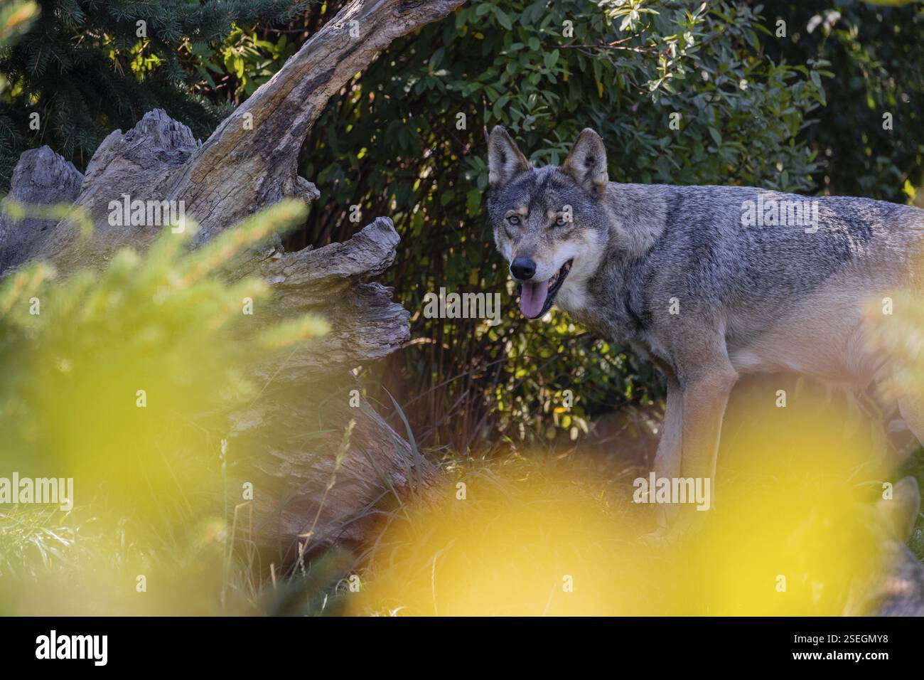 Bush Wolves A bush with no foliage hi-res stock photography and images - Alamy