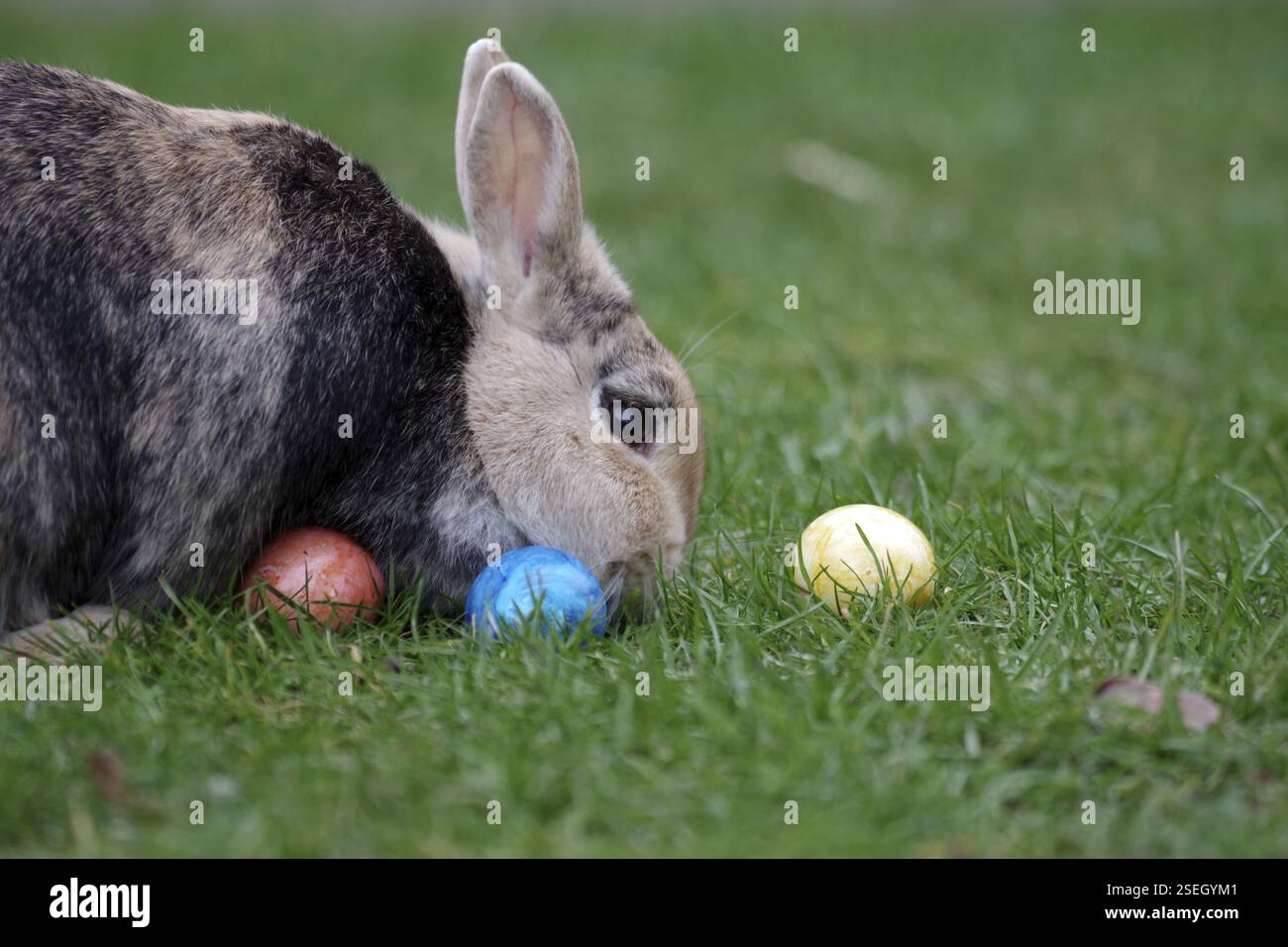 Rabbit (Oryctolagus cuniculus domestica), pet, Easter, Easter egg ...