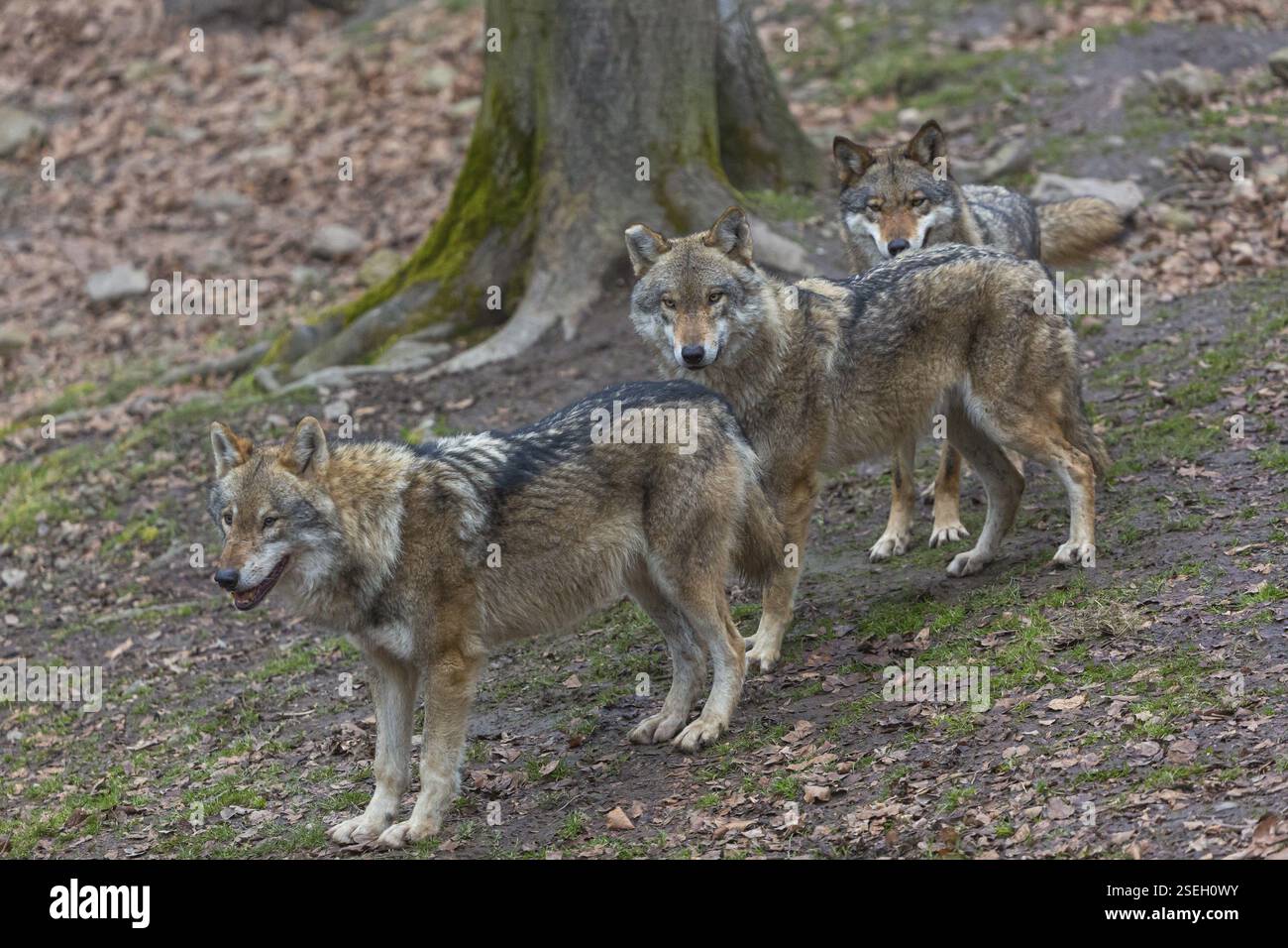 Three Adult Eurasian Gray Wolves Canis Lupus Lupus Standing In An