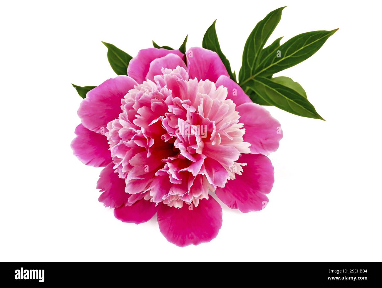 Pink peony with green leaves against a white background Stock Photo - Alamy