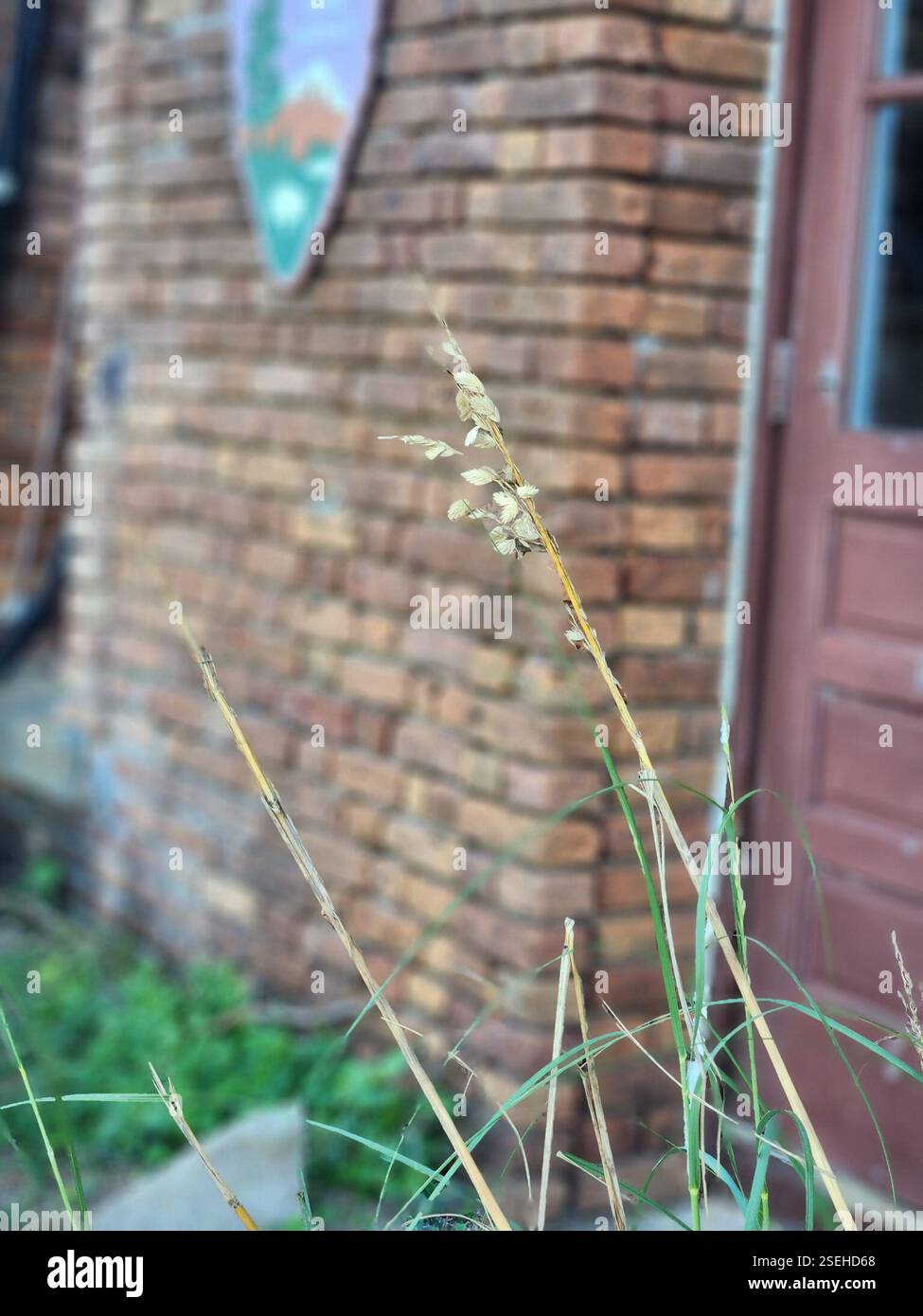 Uniola sea oats (Uniola paniculata), Plantae, Dry Tortugas National Park ...