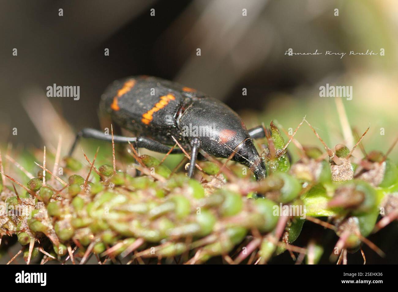 Cactus Weevil (Cactophagus spinolae), Insecta, Cd. de México, México ...