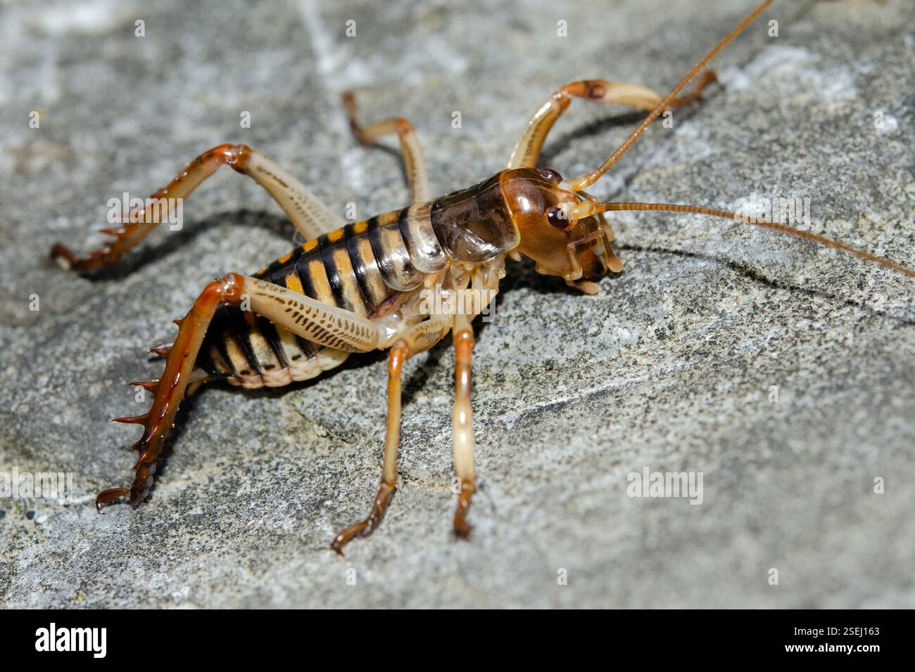 Wellington Tree Weta, Hemideina crassidens, endemic to New Zealand ...