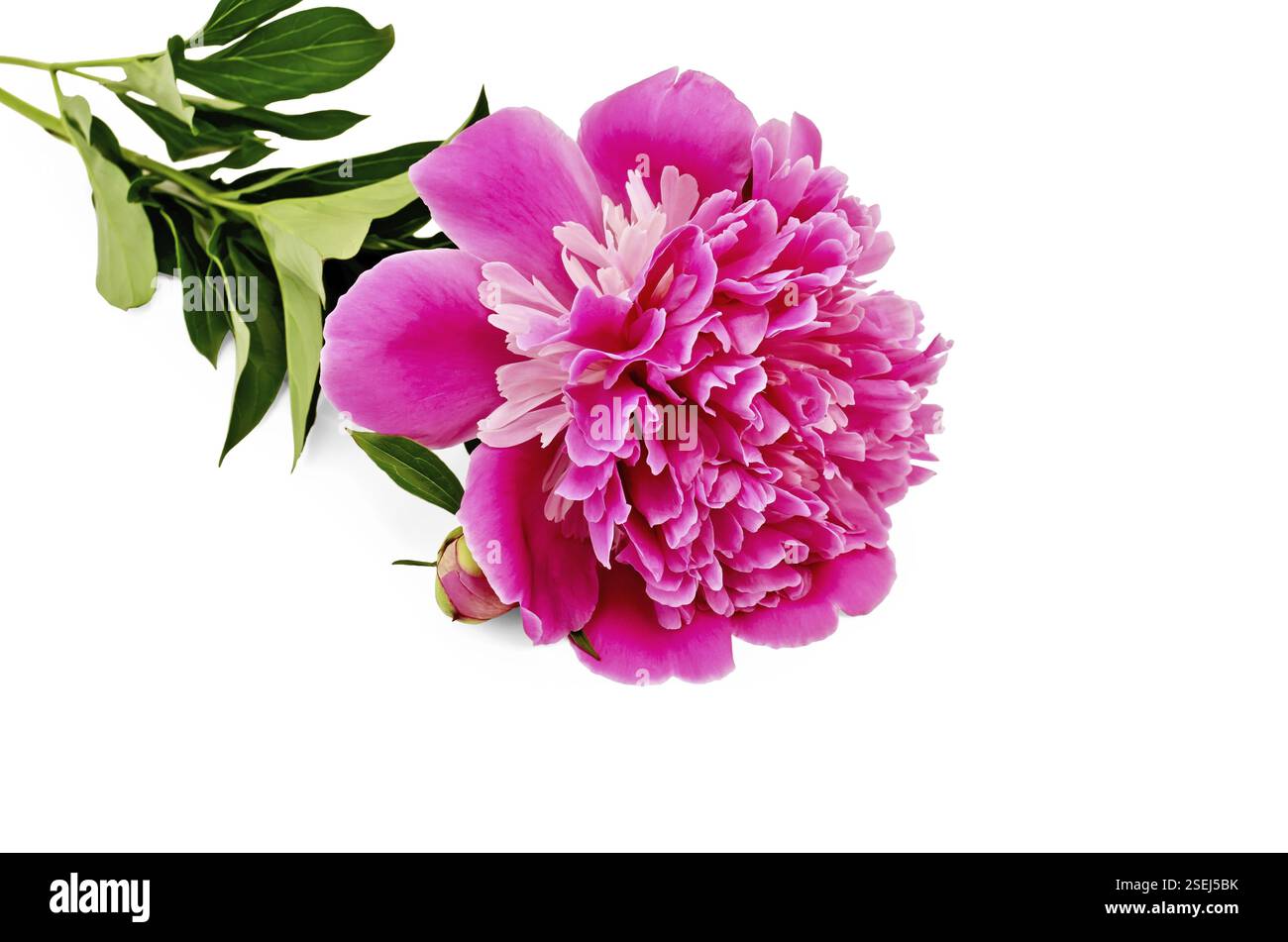 Pink peony with green leaves on a stem against a white background Stock ...
