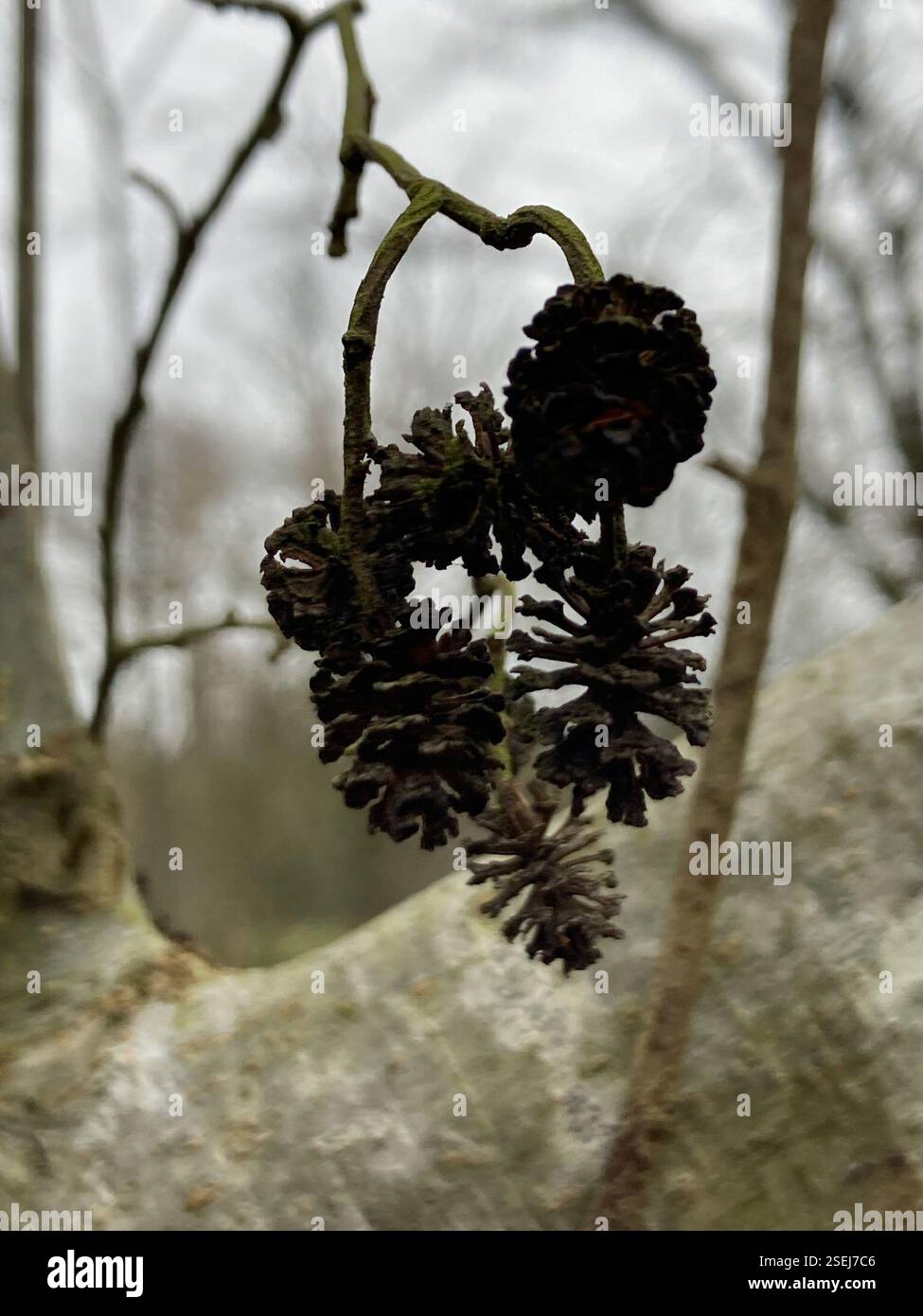 common alder (Alnus glutinosa), Plantae, Tangley Grove, London, England ...