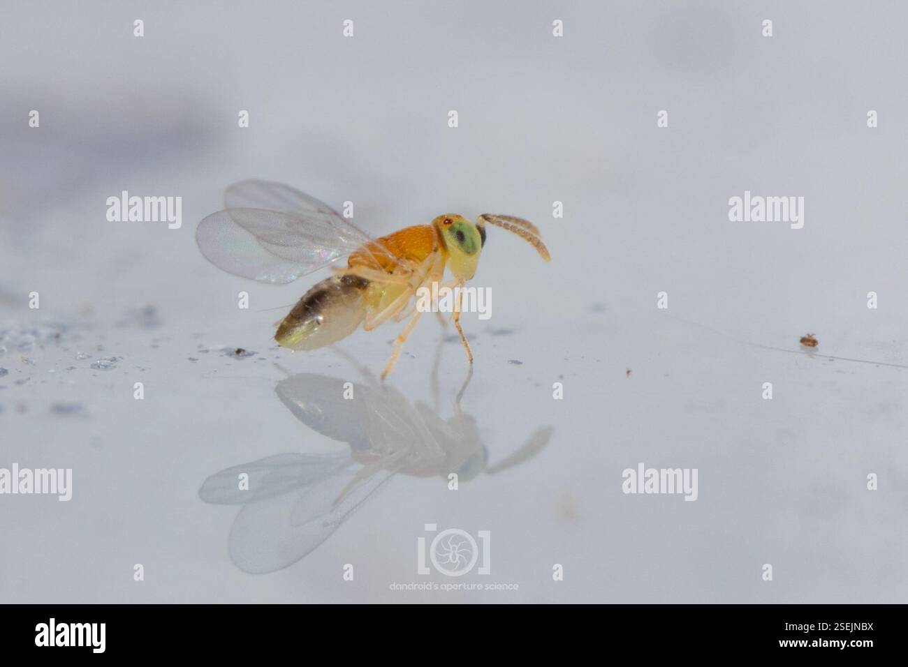 (Tetracneminae), Insecta, Chimney Lakes, Jacksonville, FL, USA ...