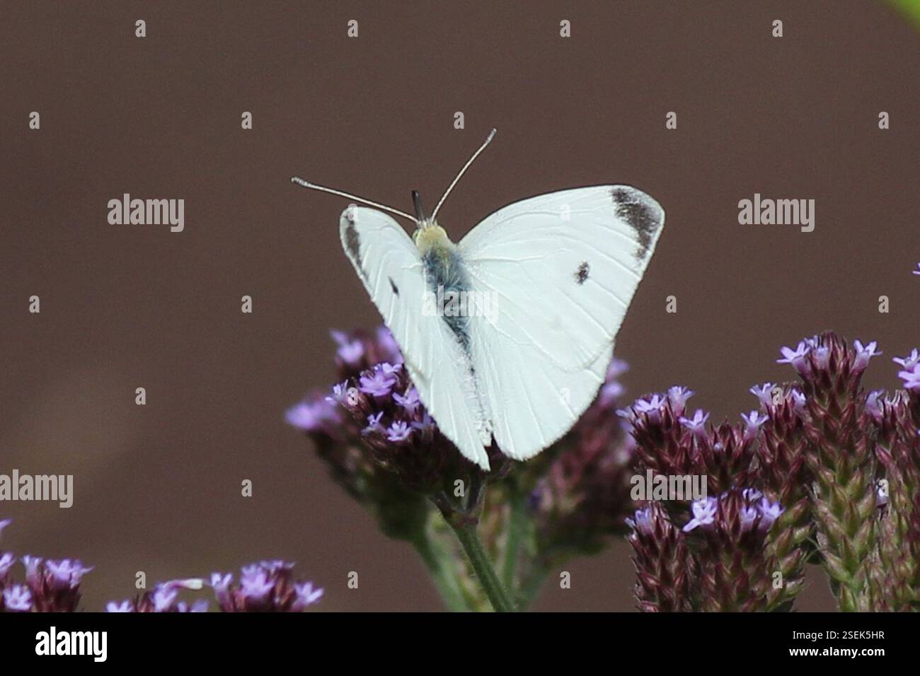 Small White (Pieris rapae), Insecta, Sherwood Arboretum, Brisbane QLD ...