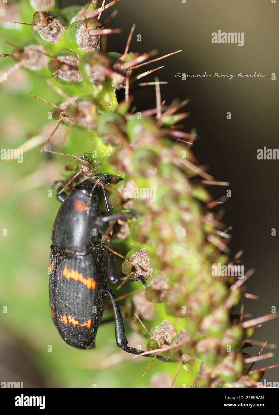 Cactus Weevil (Cactophagus spinolae), Insecta, Cd. de México, México ...