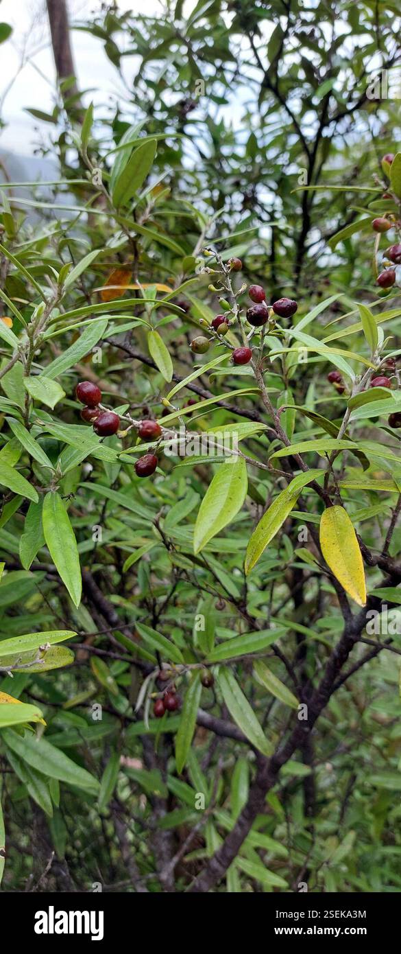 (Corokia buddleioides buddleioides), Plantae, Waitakere Ranges, Huia ...