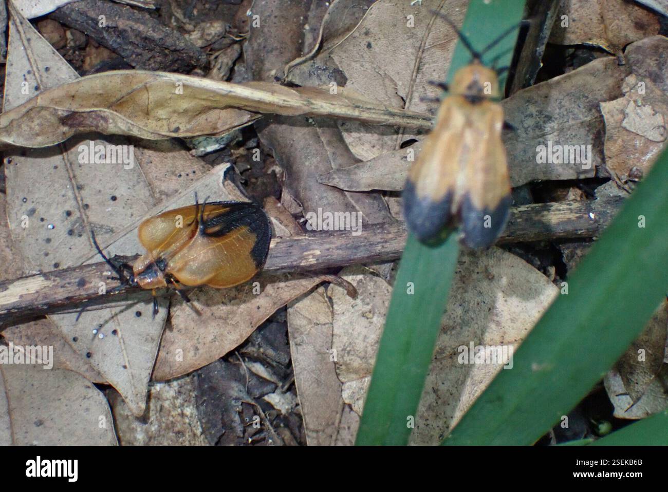 Lycus Insect Idea (Lycus kolbei), Insecta, Stentor 2, Ehlanzeni District Municipality ...