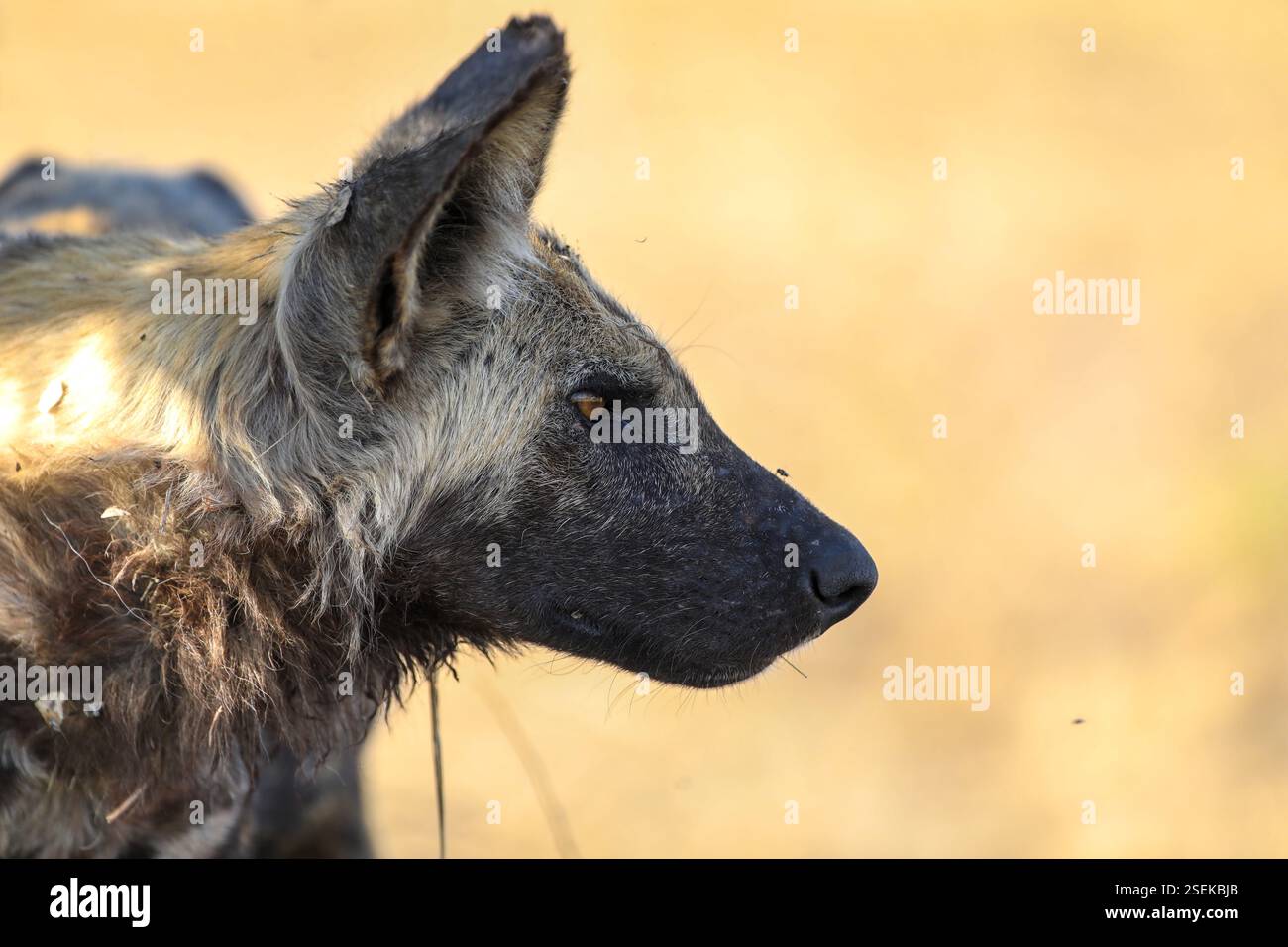 African wild dog portrait hi-res stock photography and images - Alamy
