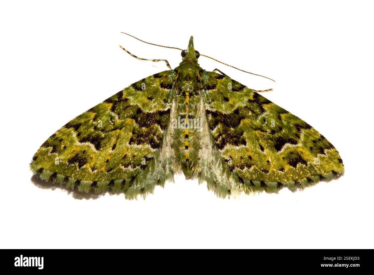 Brooming Insects Green Broom Pug (Pasiphila melochlora), Insecta, Southland District ...