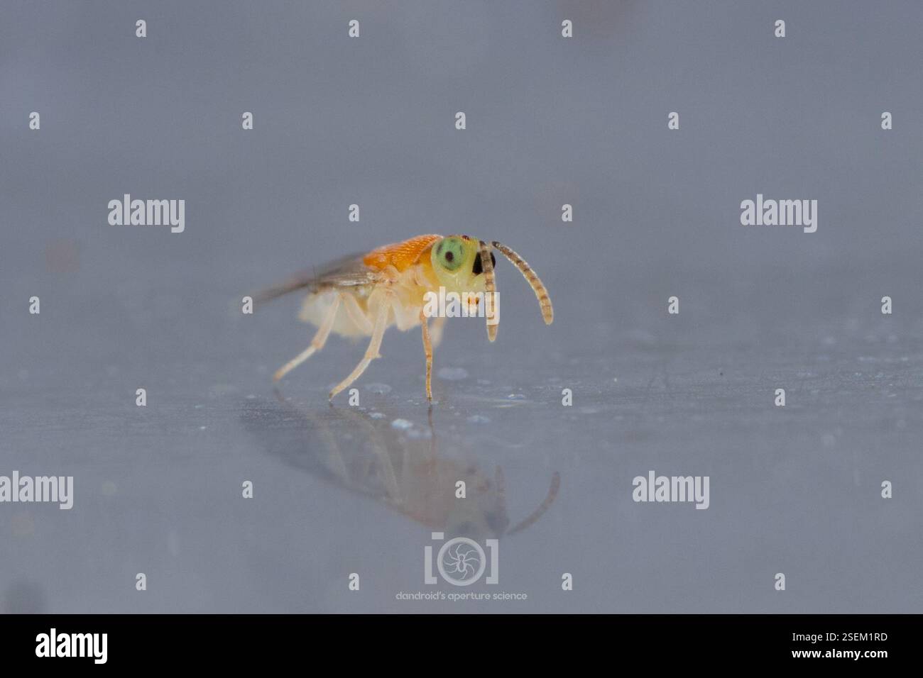 (Tetracneminae), Insecta, Chimney Lakes, Jacksonville, FL, USA ...