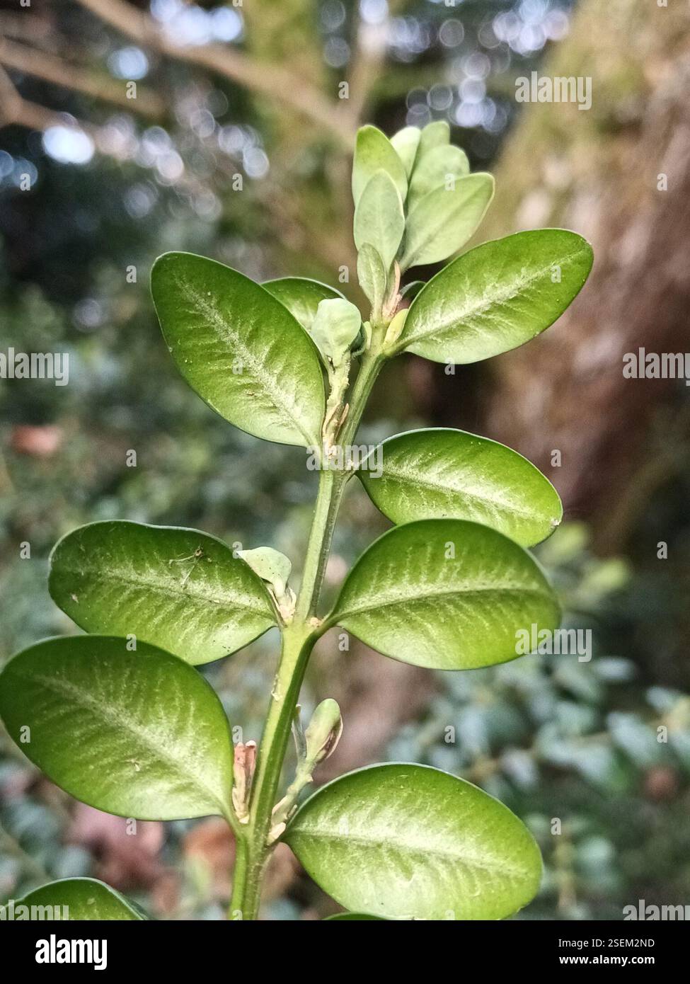 common box (Buxus sempervirens), Plantae, Northamptonshire, UK Stock ...