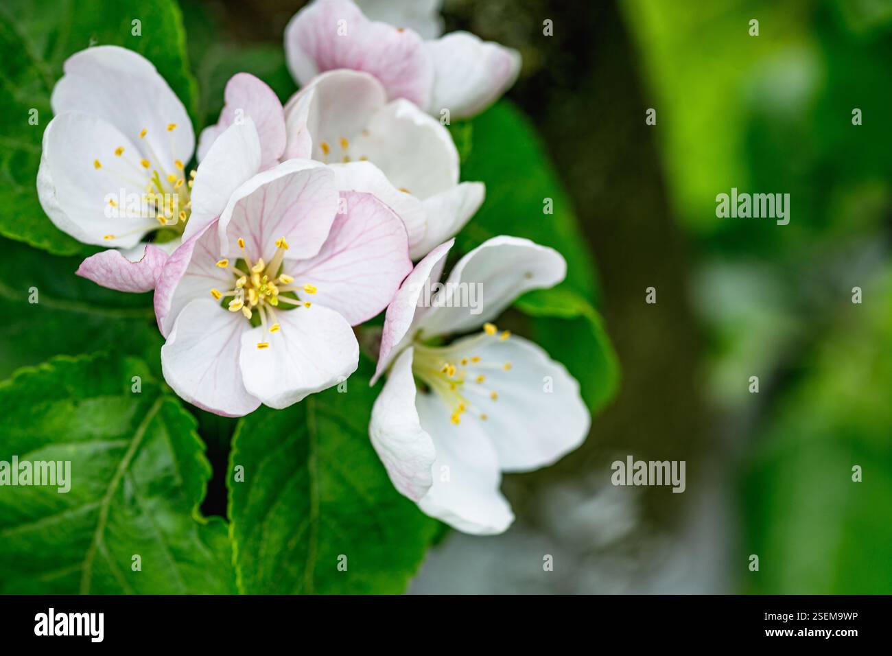 Honeybee on Apple Blossom Spring Pollination Stock Photo - Alamy