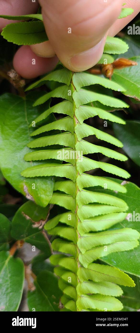 Fishbone Fern (Nephrolepis cordifolia), Plantae, Auckland 1024, New ...